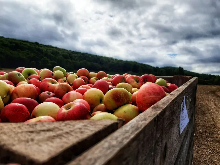 Crate of apples