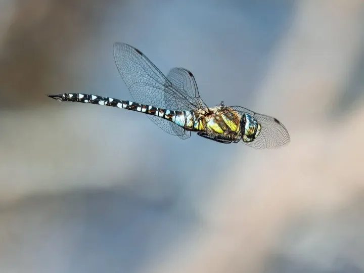 Dragon-fly, insect, macro, entomology, wildlife, w
