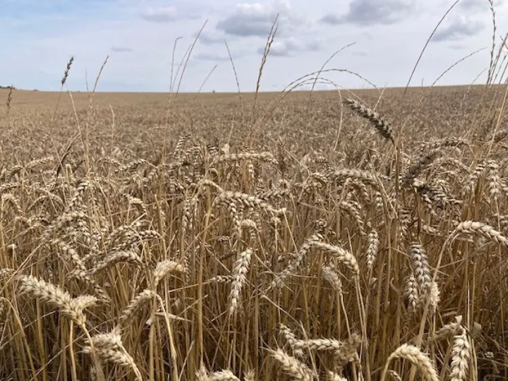 Wheat