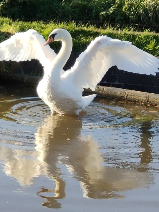 Swan