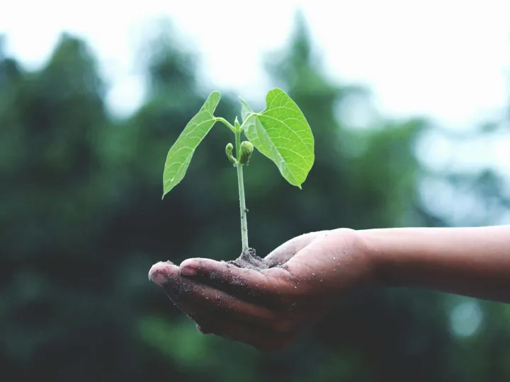 A young sapling held in hands symbolizes growth