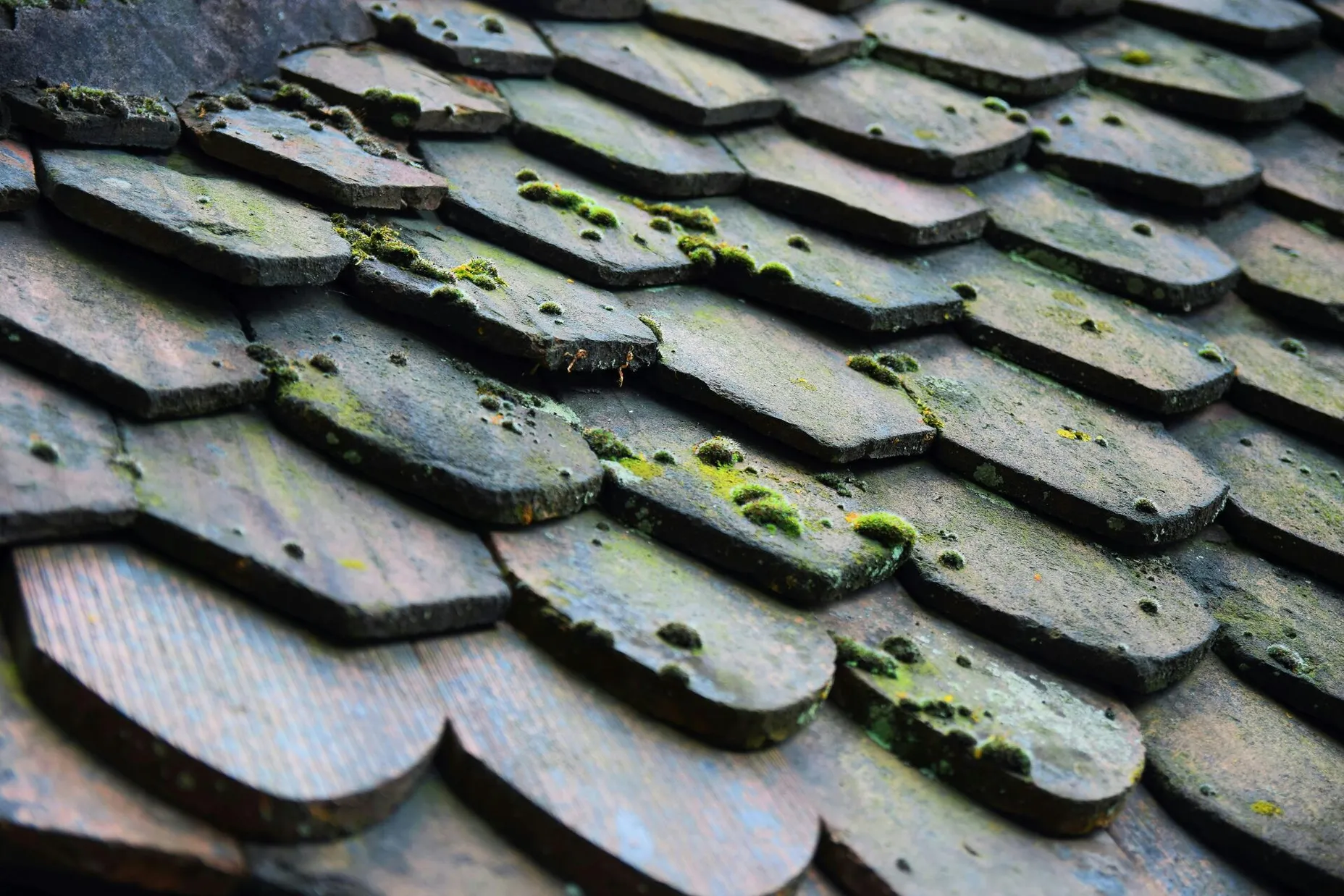 Close-up of old wooden roof shingles with green