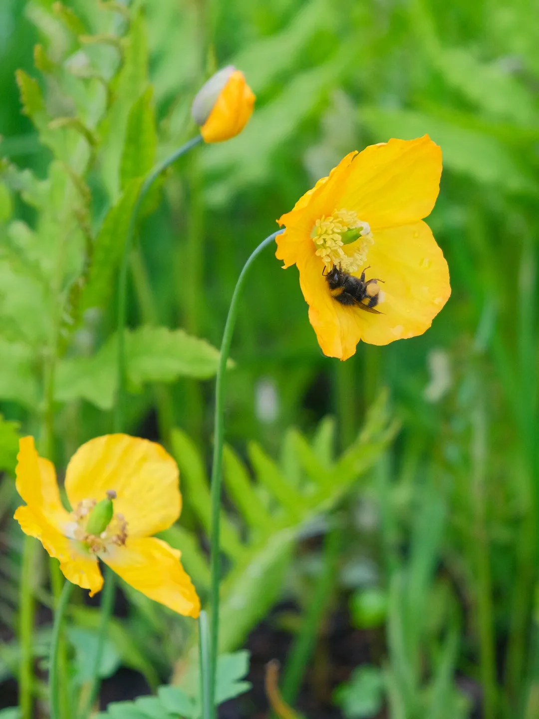 RR Bumblebee in Welsh Poppy F9344
