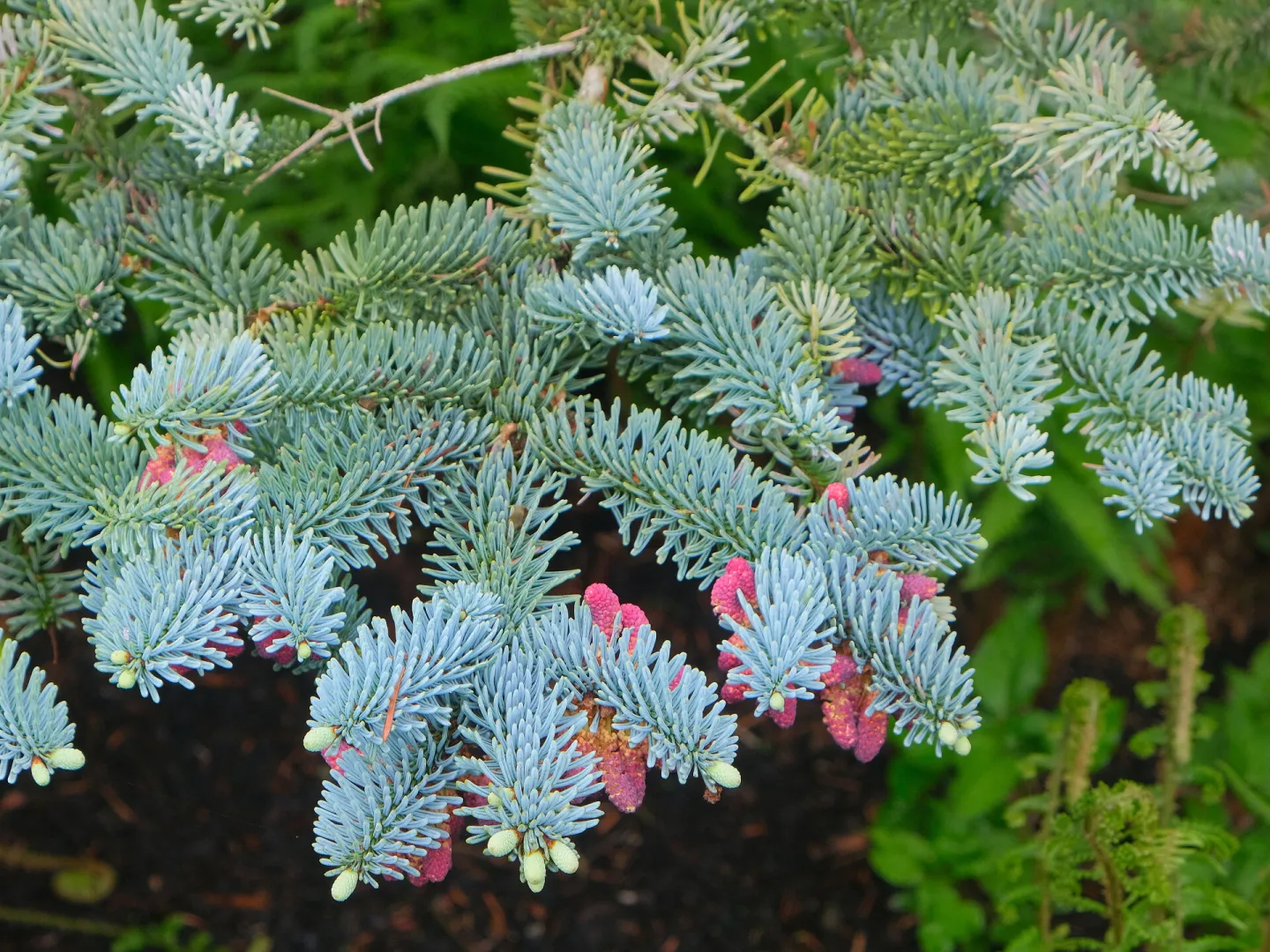 RR Blue Spruce F9325