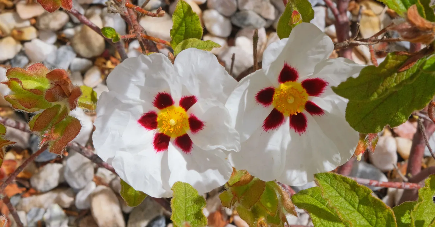 RR Cistus_f9471