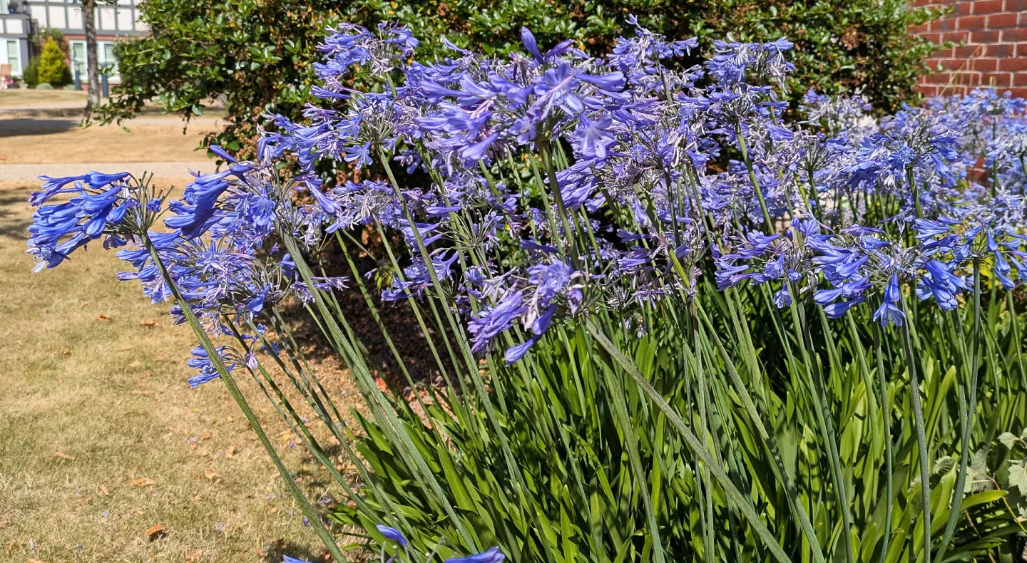 #Blue Agapanthus Pxl_20260721_103332091