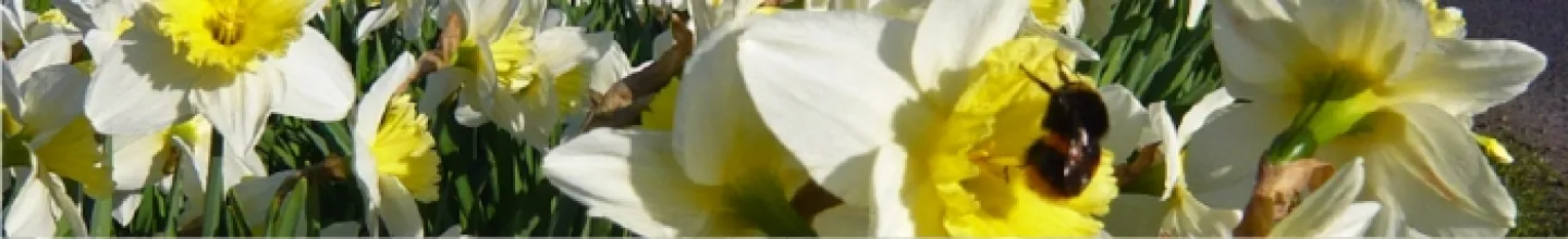 Flowers (Inner)