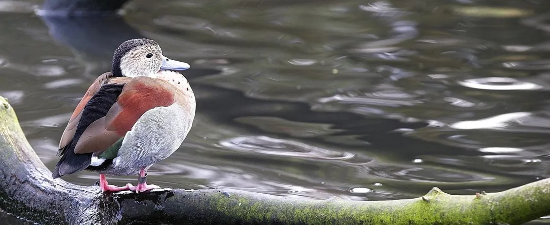Duck