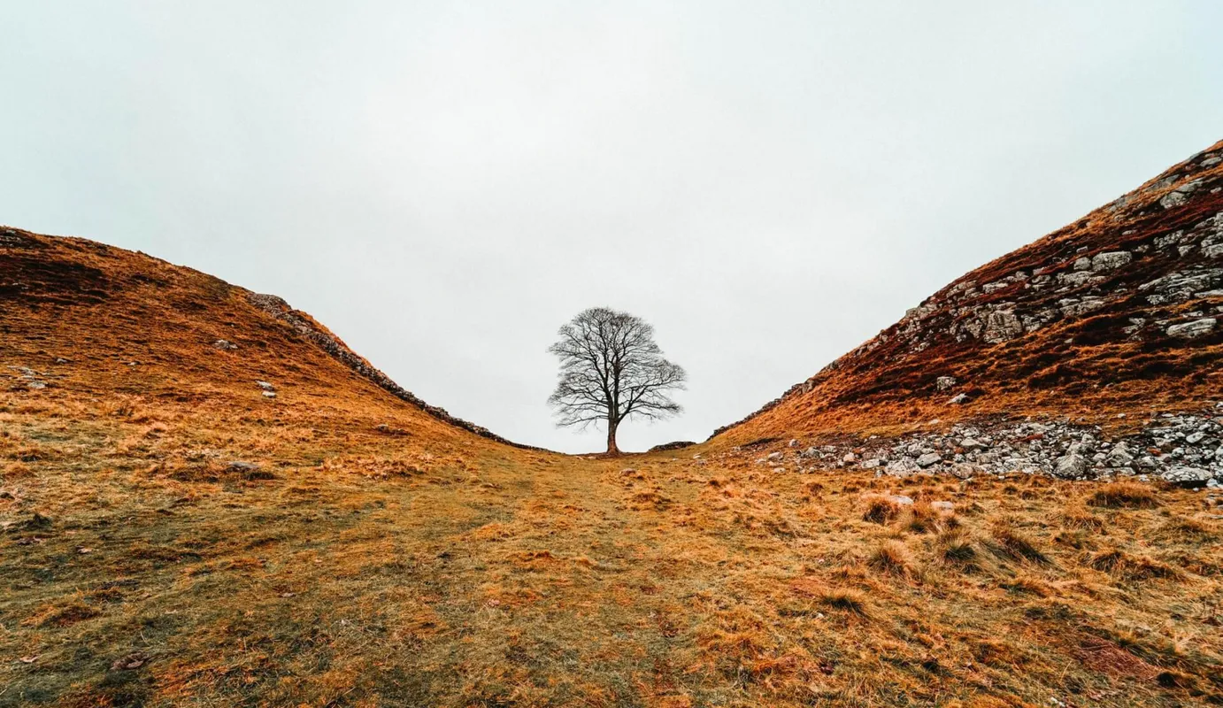 robin hood tree hexham