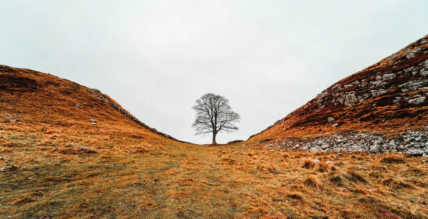 robin hood tree hexham