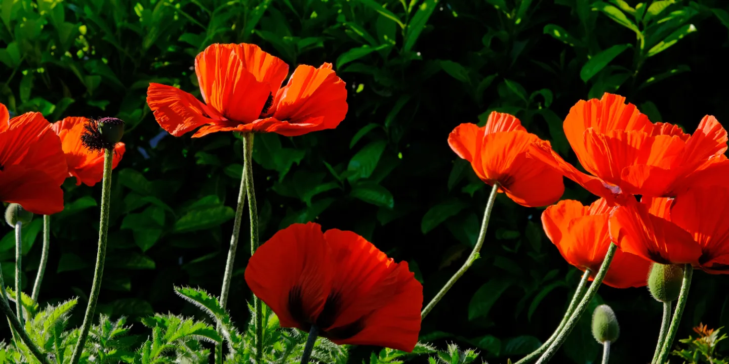 ~Poppy Parade_F0173