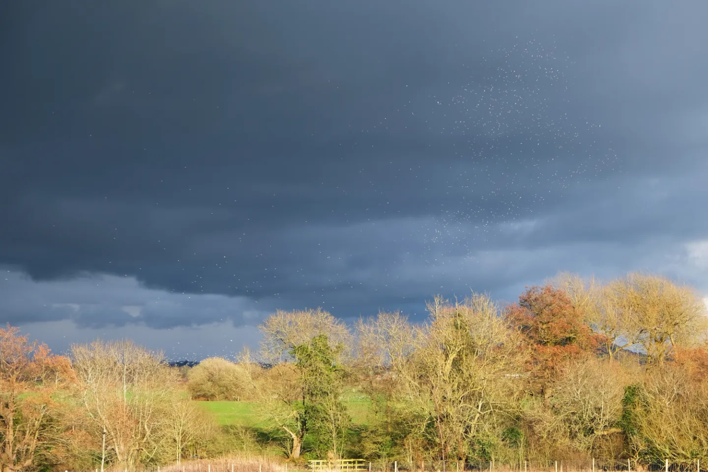 Stormbirds
