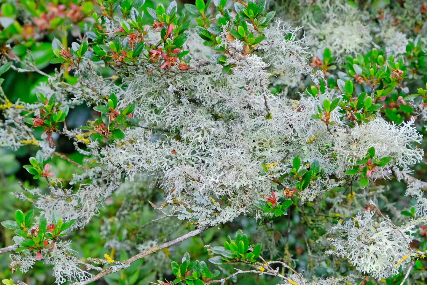 rr Luscious Lichens F3733-B