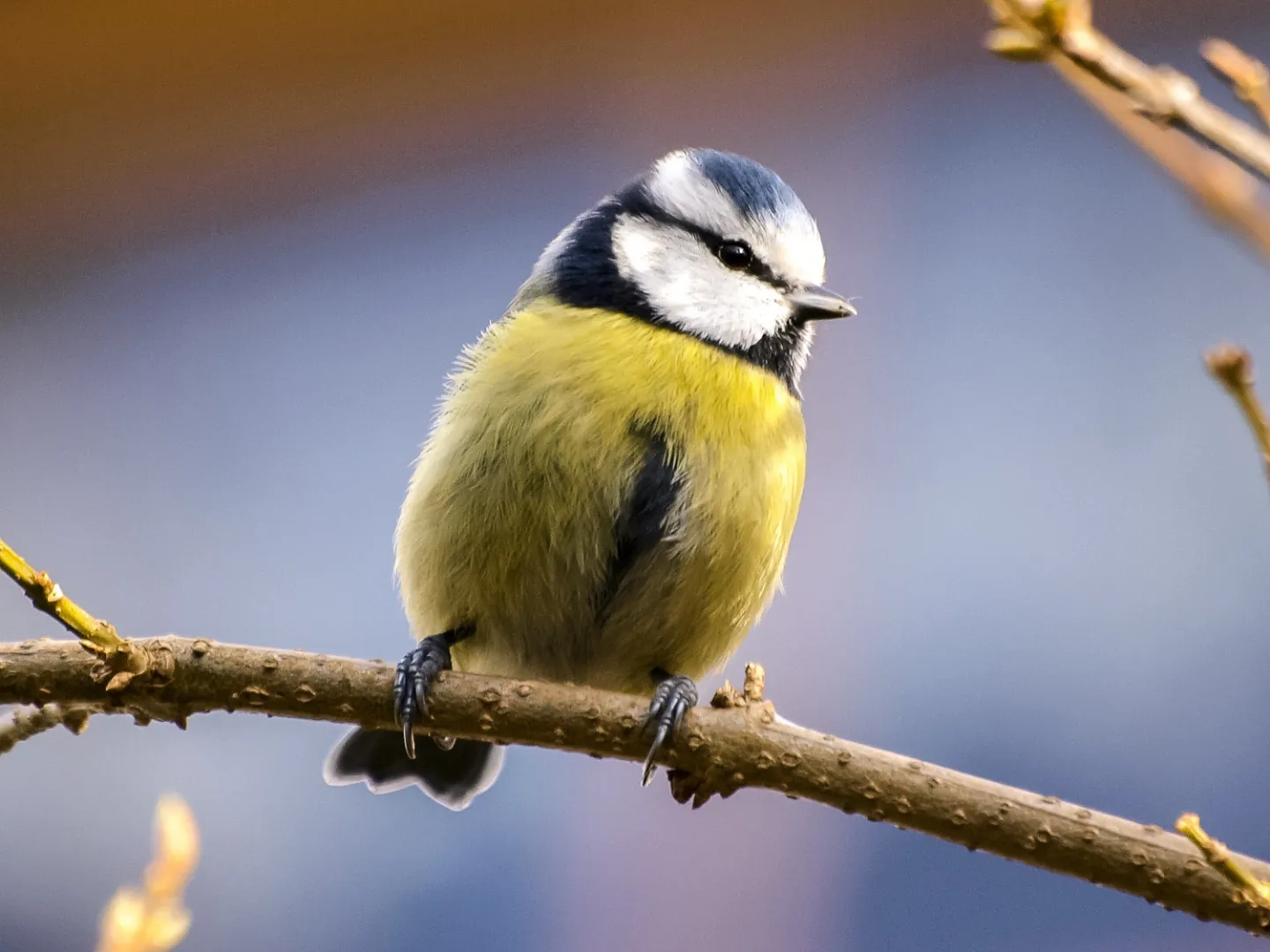 Yellow and White Bird