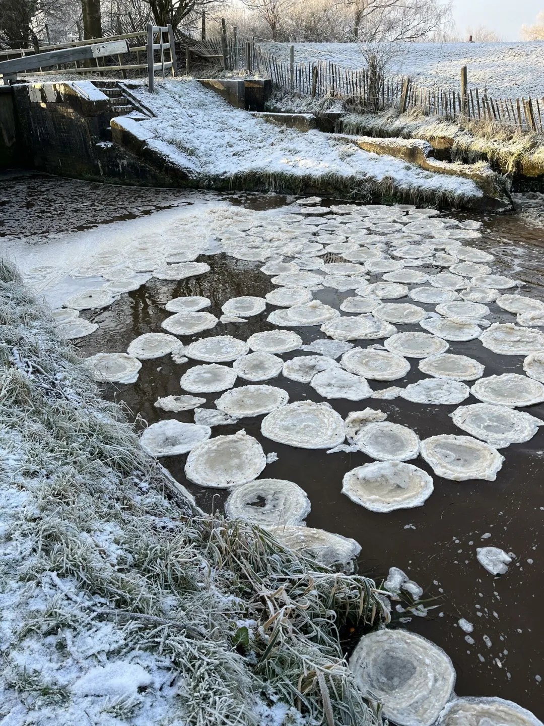 Snow Lilies