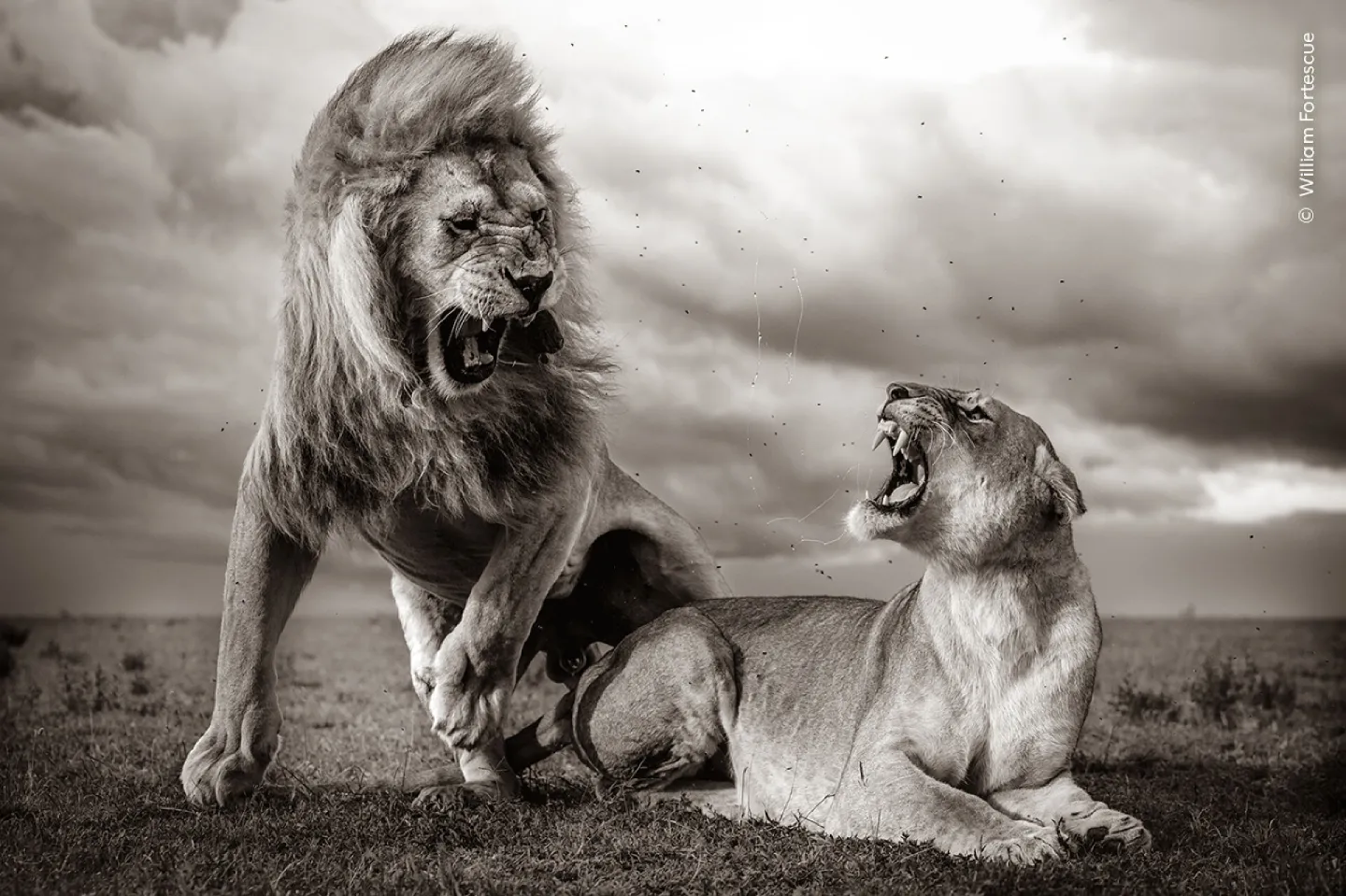 Wildlife Photographer of the Year