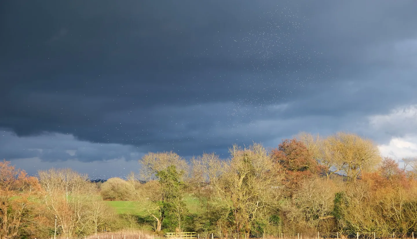 ~The Birds_f2890-B
