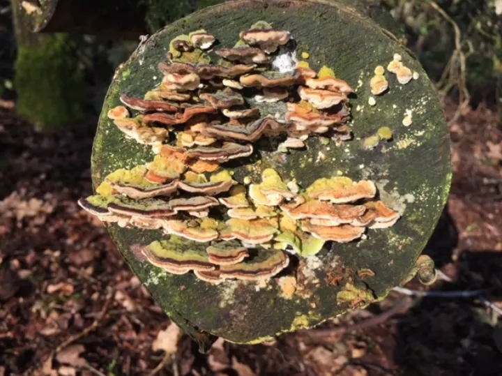 Photo from Brown Moss