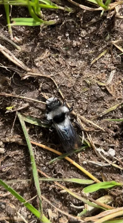 Ashy Mining Bee