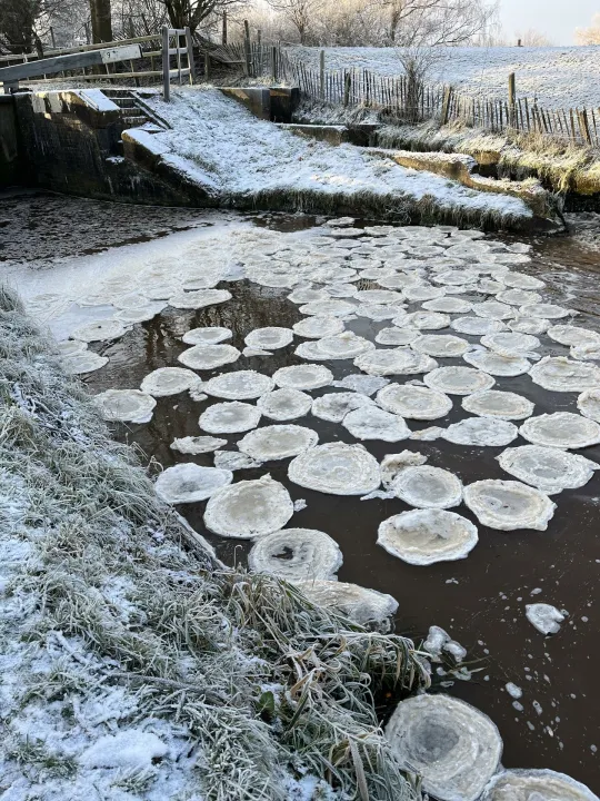 Snow Lilies