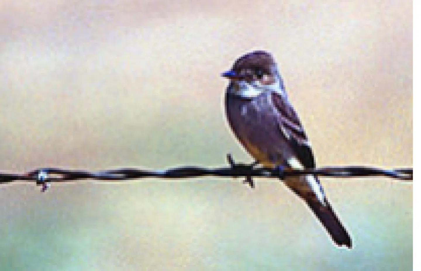 Greater Pewee Flycatcher