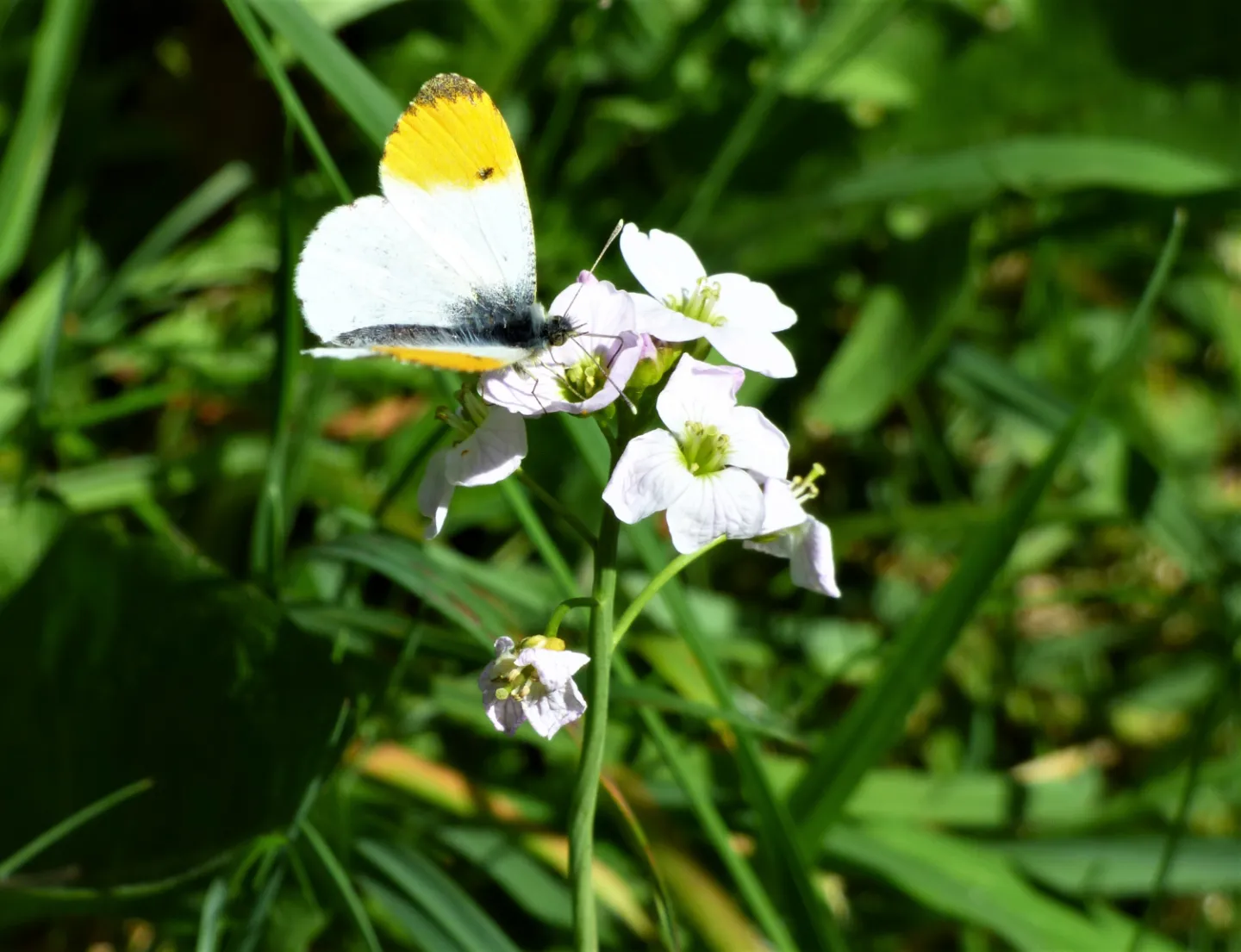 butterfly