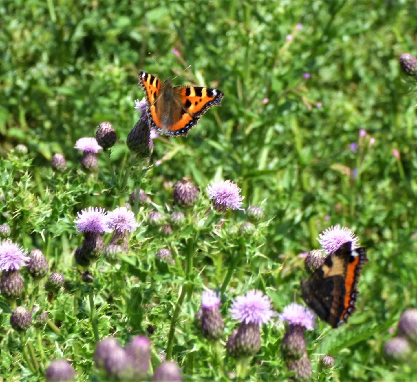 thistle