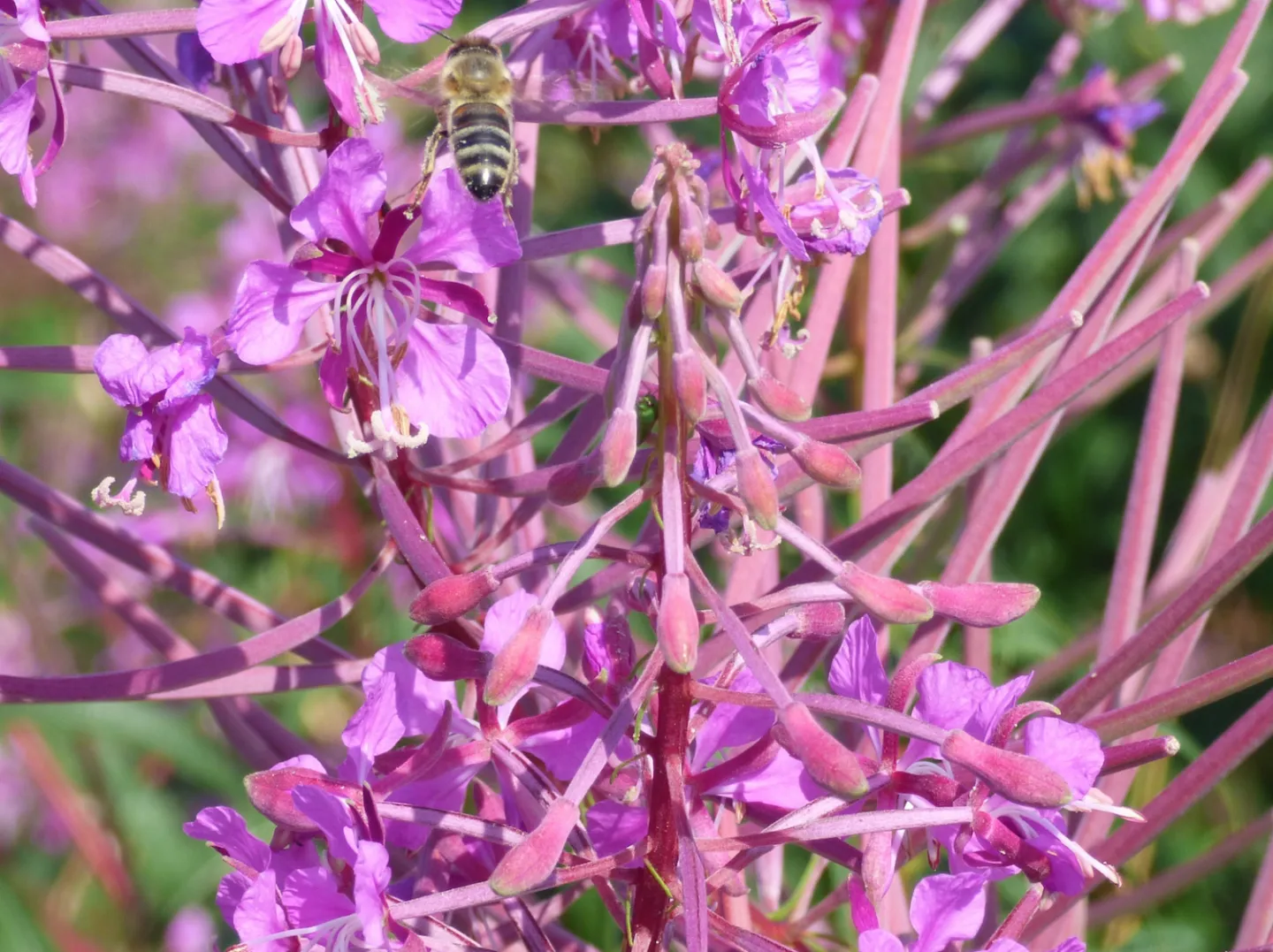 Wild flowers