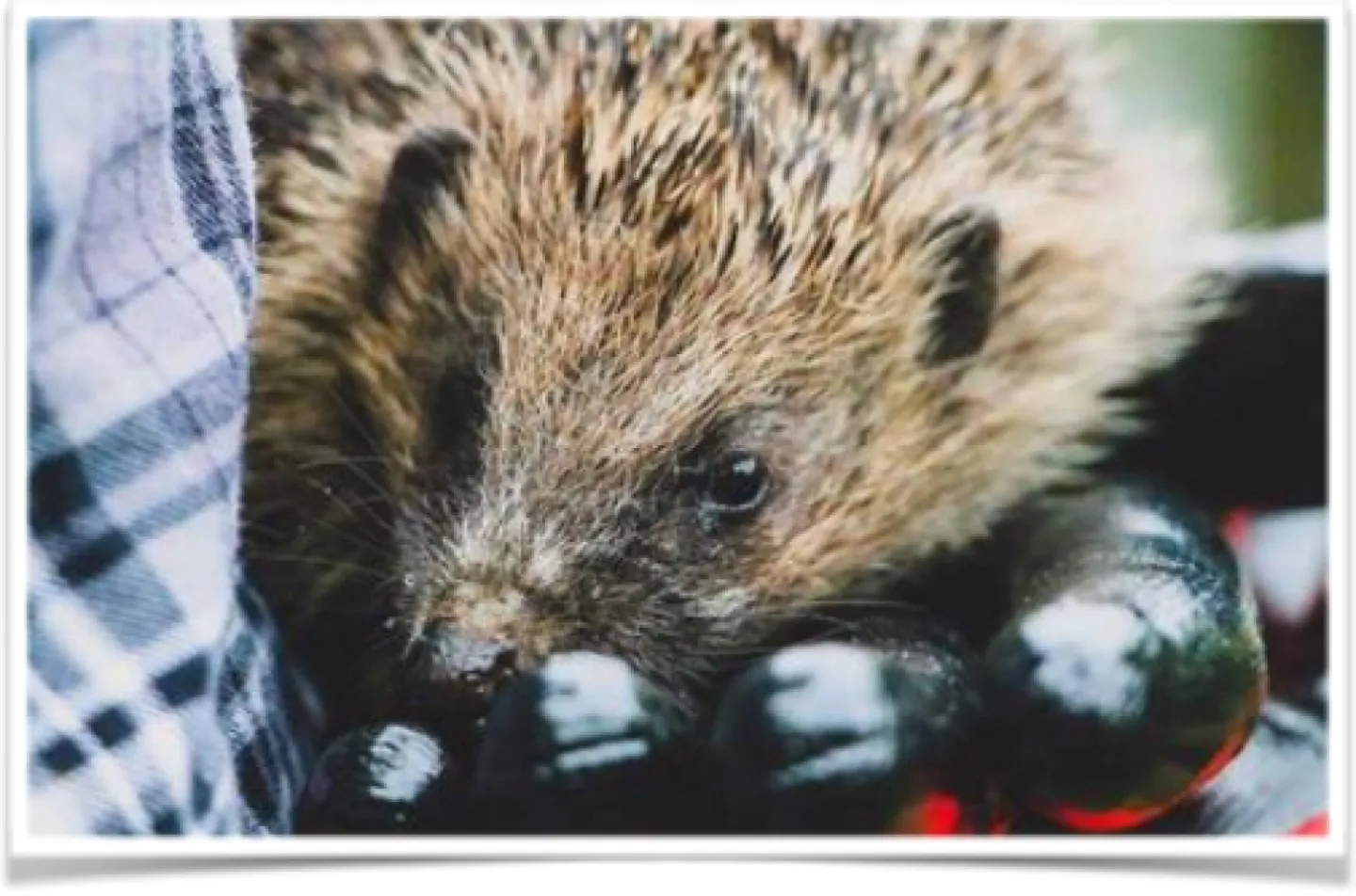 hedgehog