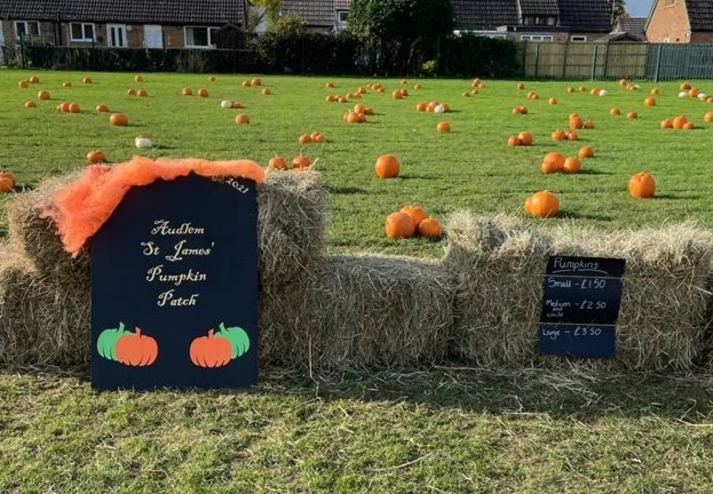 Pumpkin Patch 4