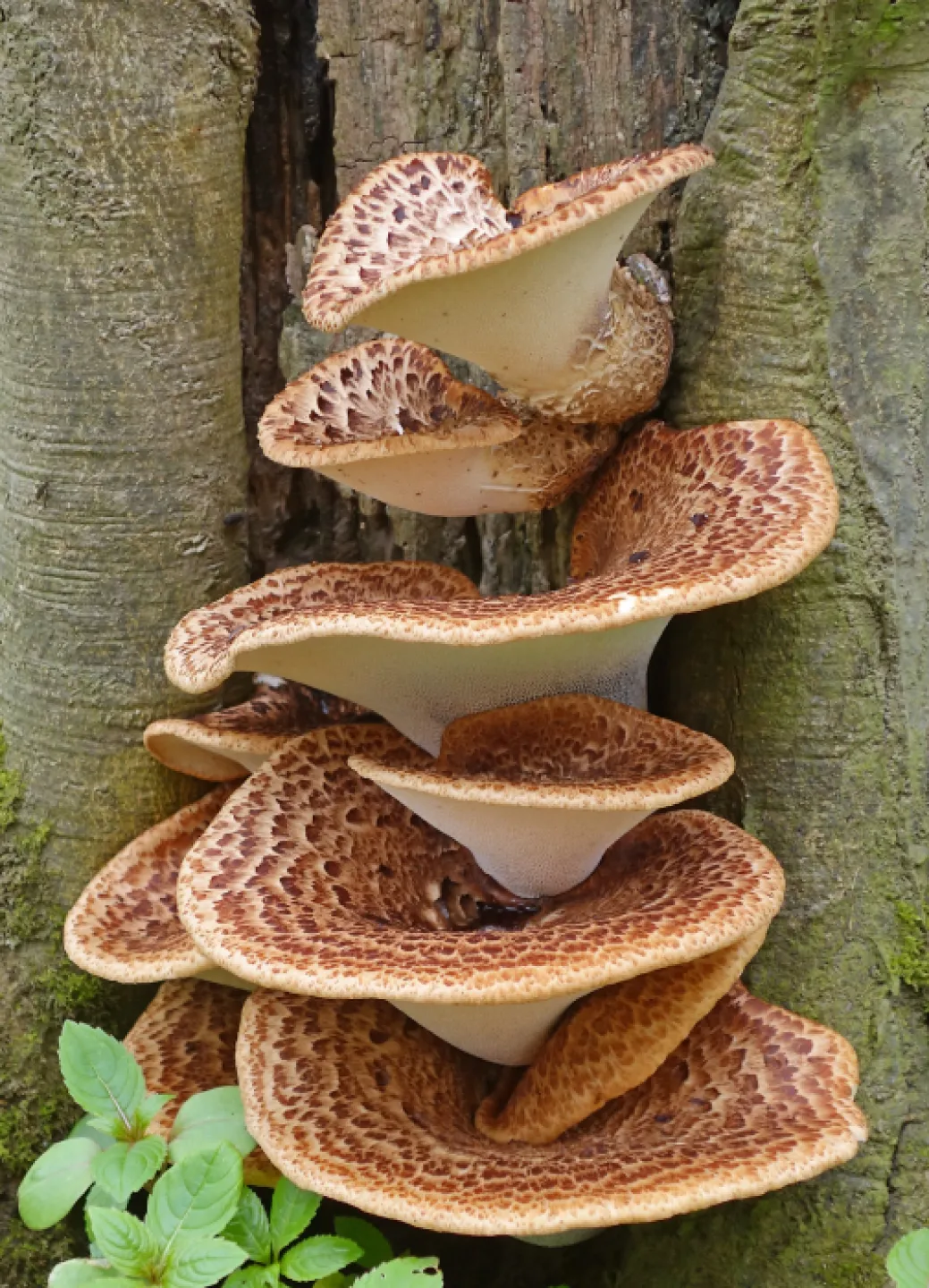 Fantastic fungus