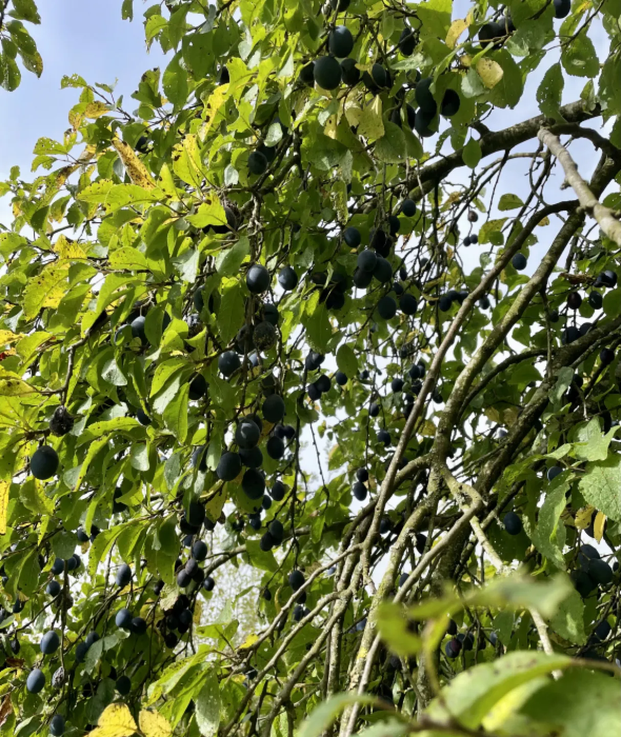 Damsons
