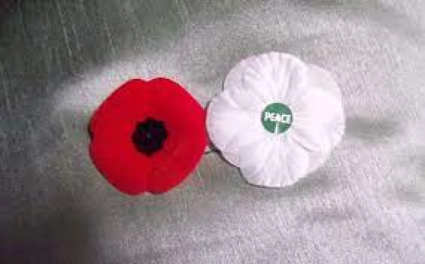 AMC poppies 2