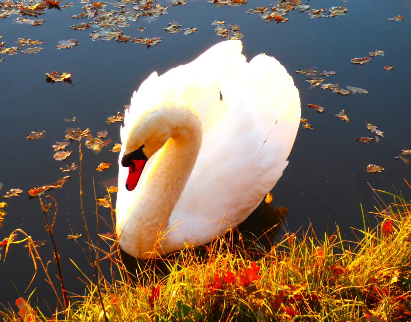 Swan