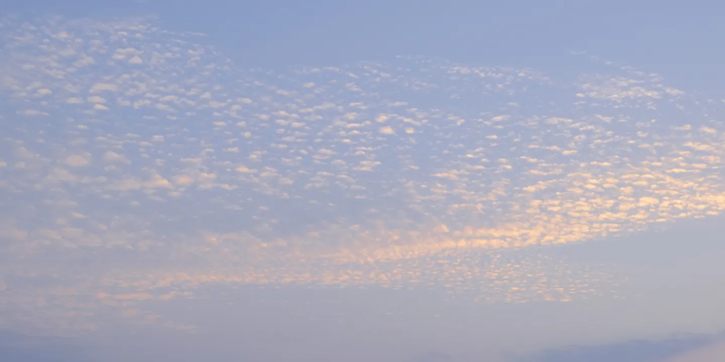 ~Mackerel 'Shoal'_f4980