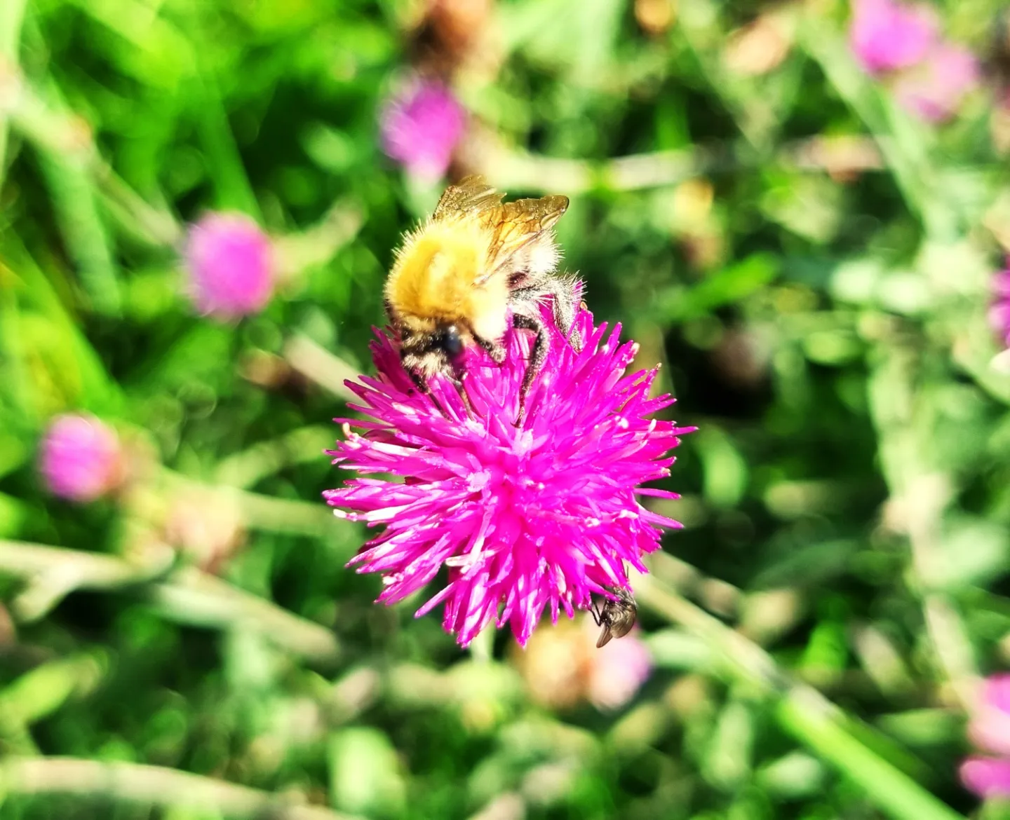 Knapweed Bee
