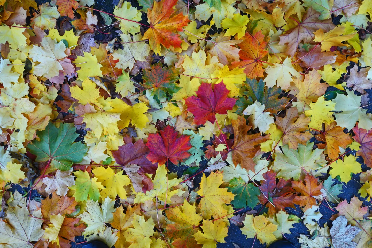 RR a Rainbow Carpet_s00233