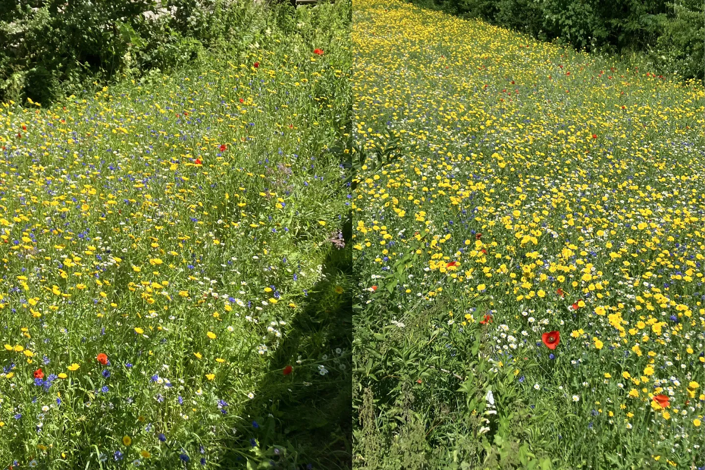 Wildflowers near Farndon