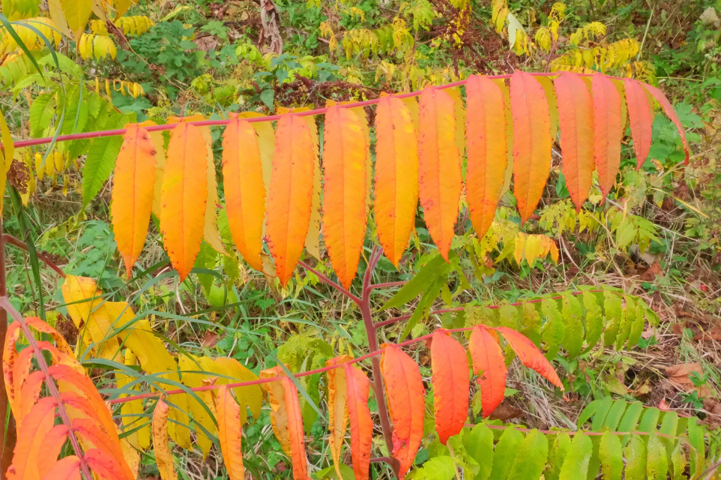 RR Sumach Splendour F6911