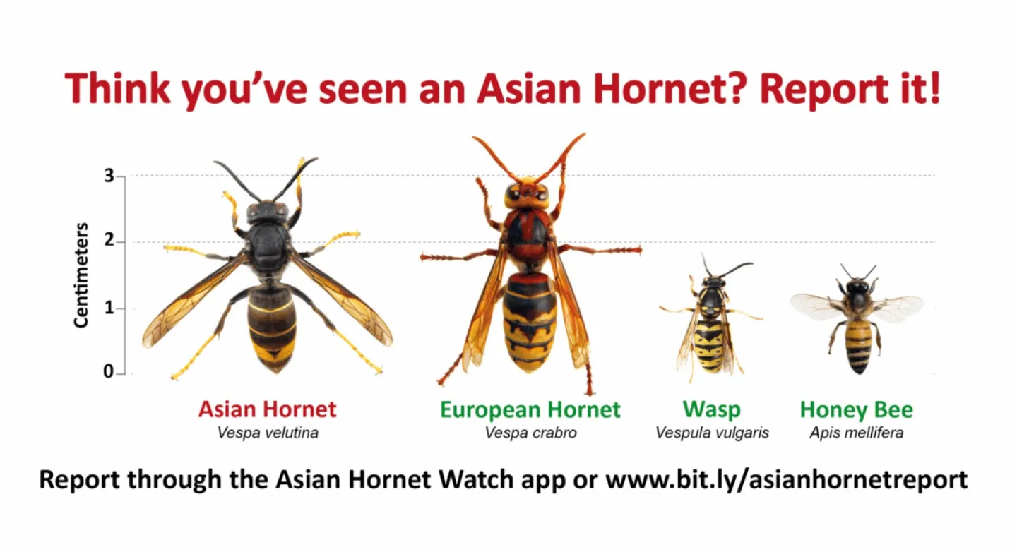 1 Hornet