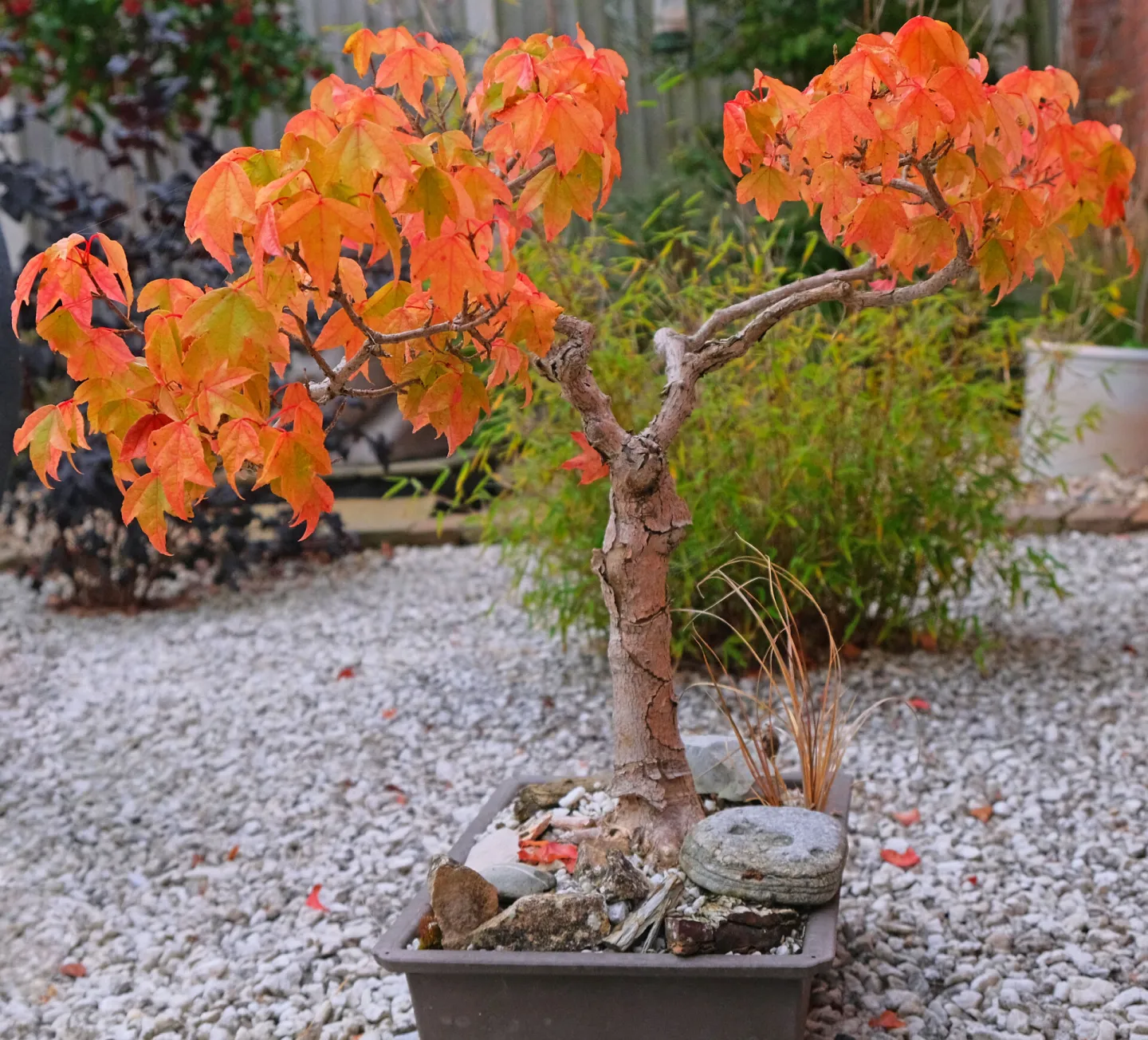 RR Bonsai Maple F7970