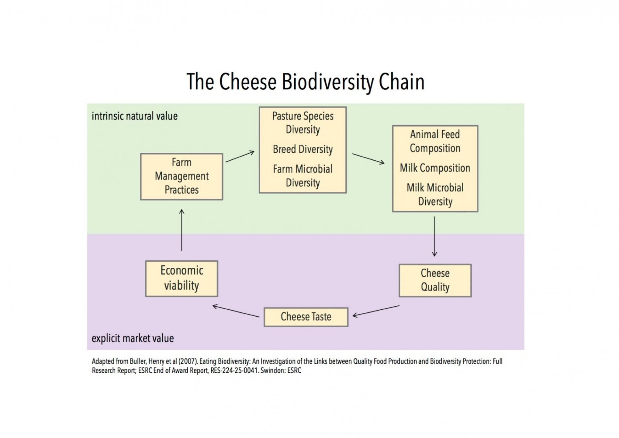 Figure 1 The Cheese Biodiversity Chain
