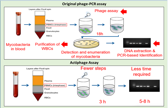 Image 2 from the paper Use of Actiphage&reg; to detect bovine TB and Johne&rsquo;s disease: achievements and unanswered questions