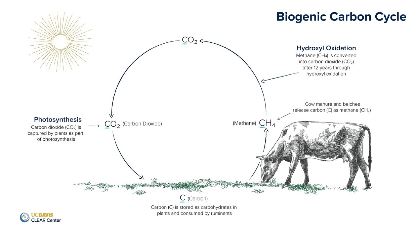 Figure 2: Biogenic Carbon Cycle.
