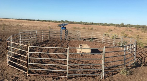 Figure 4: Remote Australian WOW at a water yard (Central Station, 2020)