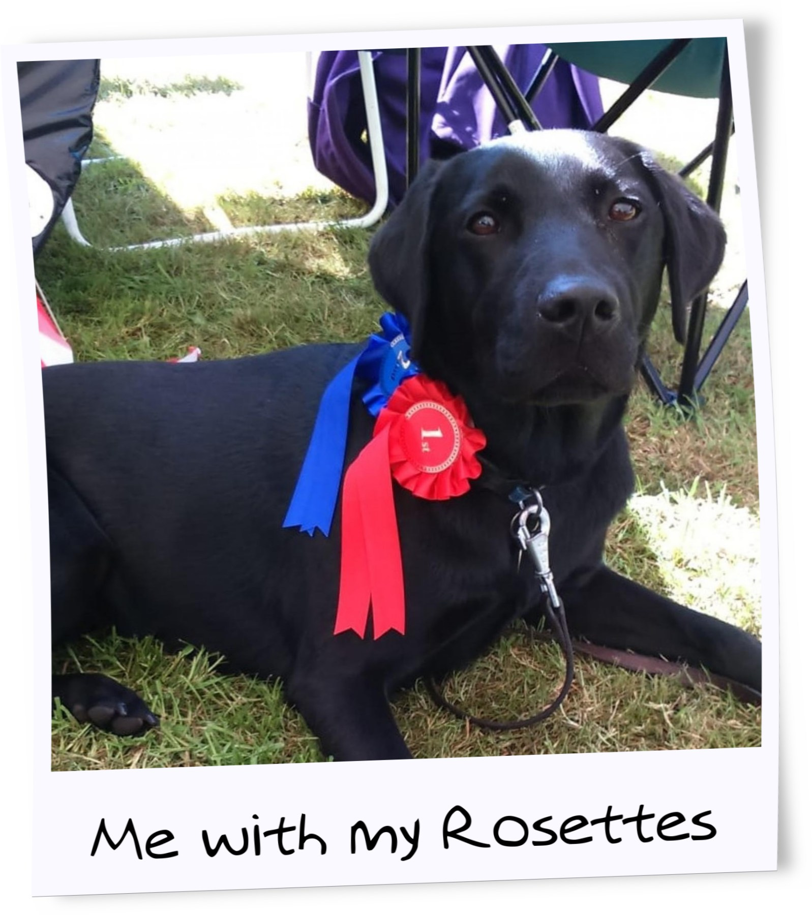 madai rosettes 3