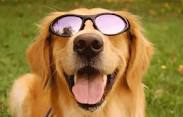 dog in sunglasses