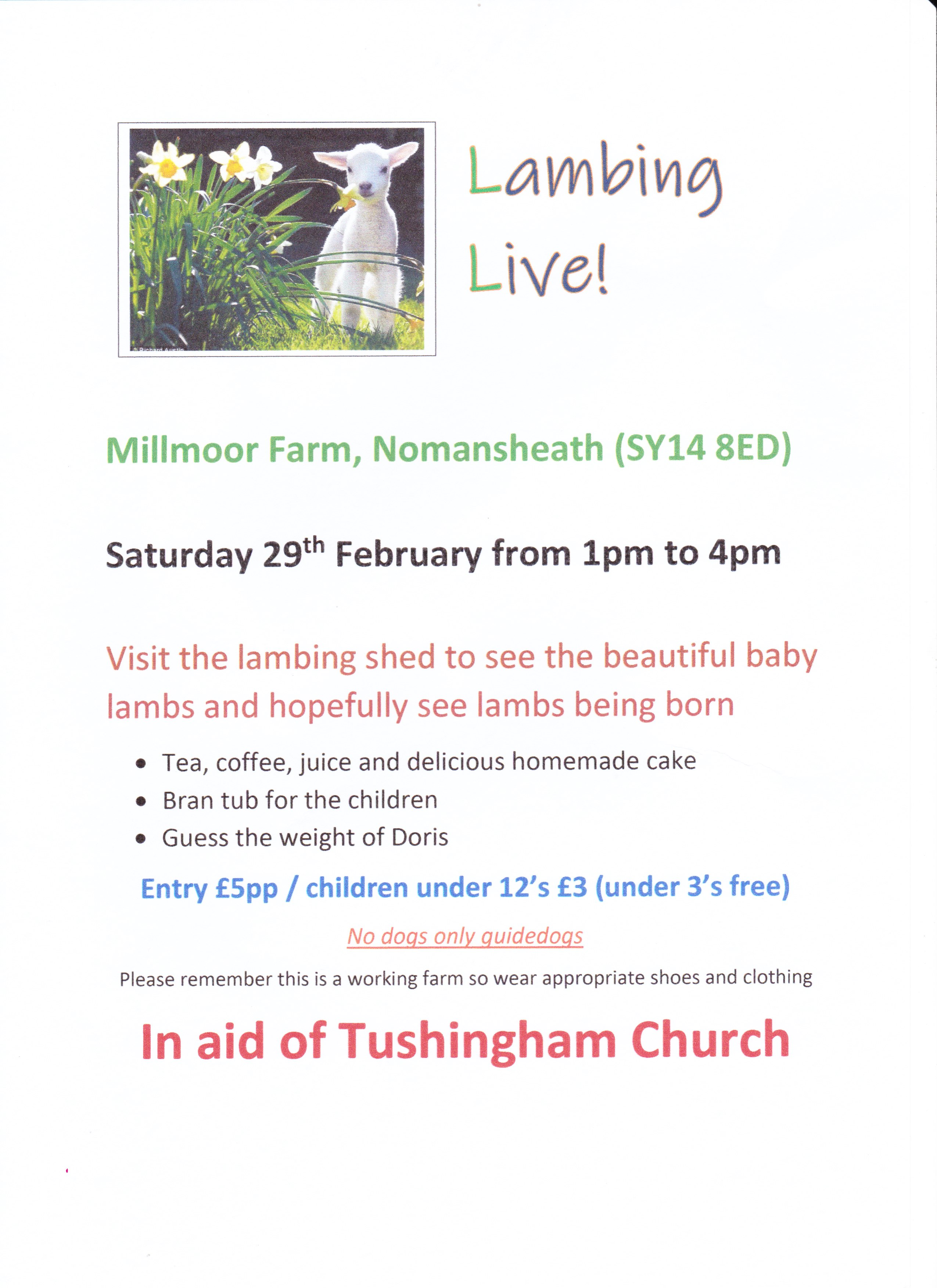 Millmoor Lambing Live 001