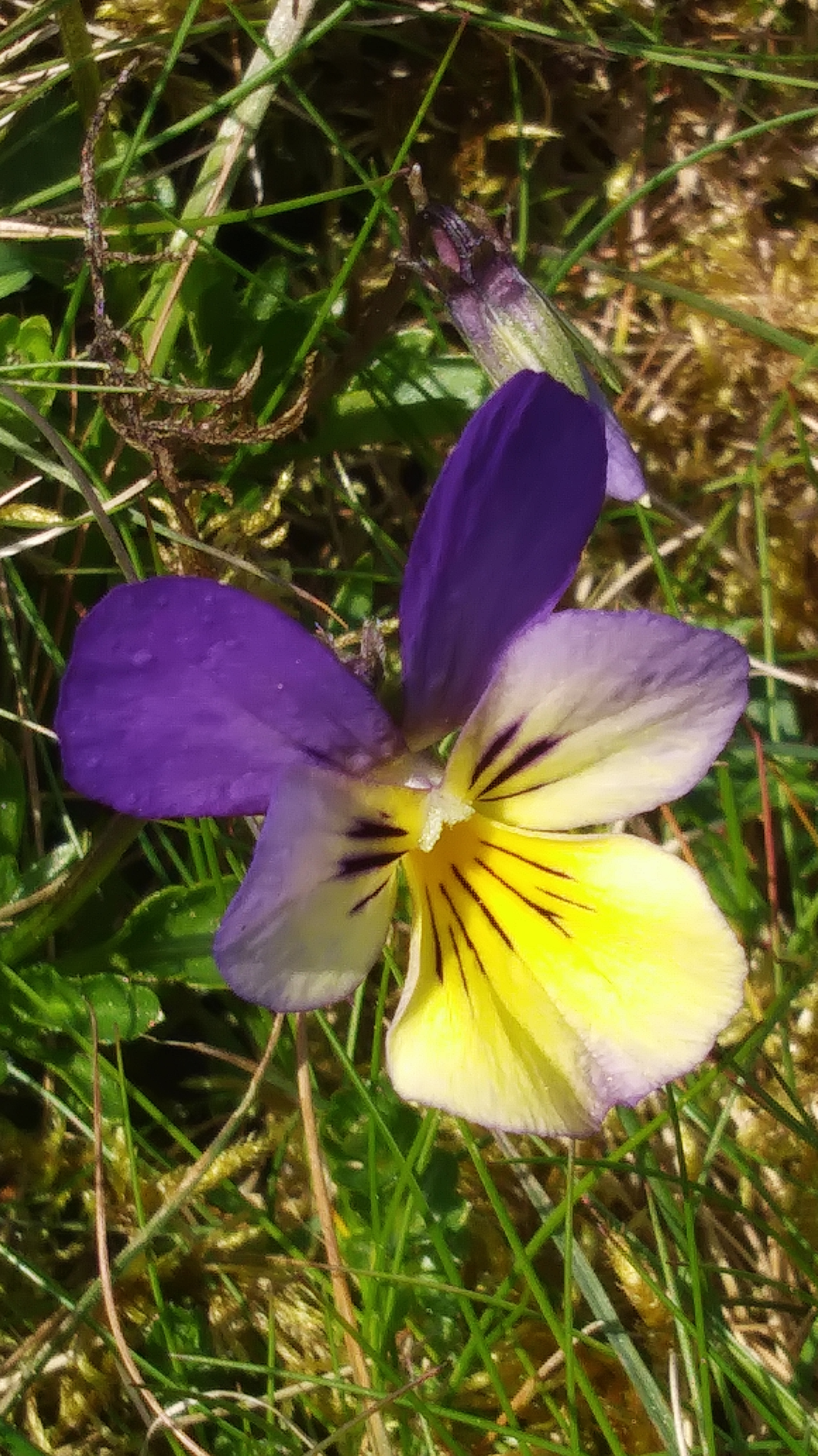 Image: 20190515_131522