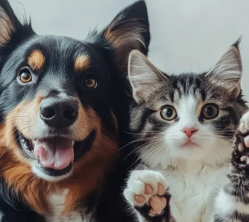 View of cats and dogs showing friendship